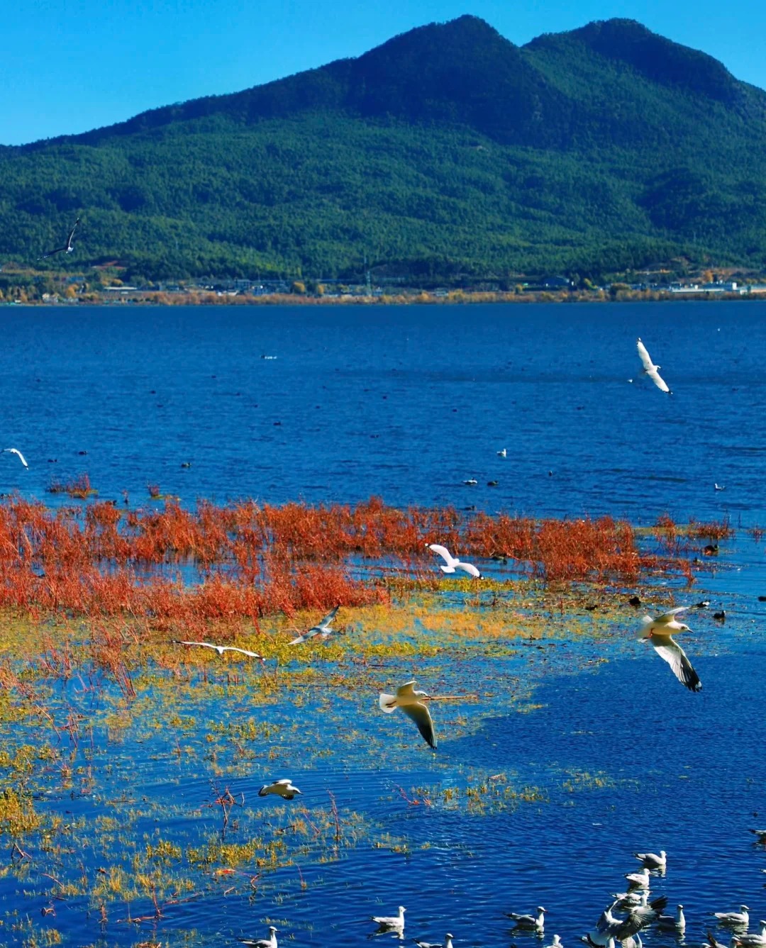 🌊冬天的拉市海美哭了！都给我冲！😍_4_社恐的小美_云南-来自52tours 我爱旅游网